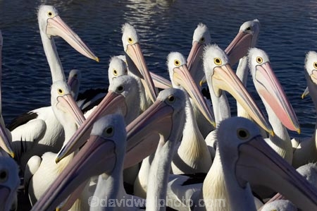 Animal;Animals;Aquatic-bird;Aquatic-birds;Australasian;Australia;Australian;Australian-Pelican;Australian-Pelicans;avian;beak;bill;bird;bird-watching;bird_watching;birds;crowd;eco-tourism;eco_tourism;ecotourism;Fauna;Feather;Feeding-the-Pelicans;flock;flocks;group;lots;many;Marine-bird;Marine-birds;N.S.W.;Natural;Nature;New-South-Wales;NSW;Oceania;Ornithology;Pelecanus-conspicillatus;Pelican;Pelicans;The-Entrance;water;wild;Wildlife;Zoology