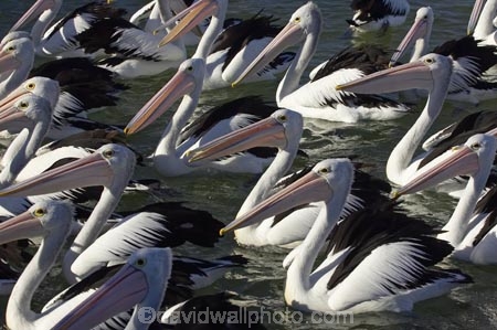 Animal;Animals;Aquatic-bird;Aquatic-birds;Australasian;Australia;Australian;Australian-Pelican;Australian-Pelicans;avian;beak;bill;bird;bird-watching;bird_watching;birds;crowd;eco-tourism;eco_tourism;ecotourism;Fauna;Feather;Feeding-the-Pelicans;flock;flocks;group;lots;many;Marine-bird;Marine-birds;N.S.W.;Natural;Nature;New-South-Wales;NSW;Oceania;Ornithology;Pelecanus-conspicillatus;Pelican;Pelicans;The-Entrance;water;wild;Wildlife;Zoology