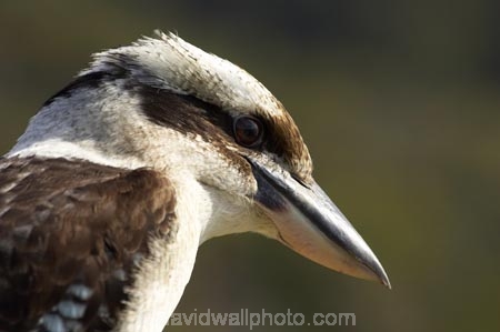 Animal;animals;Australasian;Australia;australian;Avian;Beak;Bird;birds;Brown-Kingfisher;Close-up;cookaburra;cookaburras;Dacelo-gigas;Dacelo-novaeguineae;Fauna;Feather;Giant-Kingfisher;Habitat;kingfisher;kingfishers;kookaburra;kookaburras;Laughing-Jackass;Laughing-Jackasses;Laughing-Kingfisher;laughing-kookaburra;laughing-kookaburras;N.S.W.;Nambucca-Head;Nambucca-Heads;Natural;Nature;New-South-Wales;NSW;Oceania;Ornithology;Oz;Perch;Perching;Plumage;Portrait;wild;Wildlife