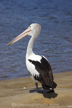 Animal;Animals;Aquatic-bird;Aquatic-birds;Australasian;Australia;Australian;Australian-pelican;avian;beak;bill;bird;bird-watching;bird_watching;birds;boutique;boutiques;commerce;commercial;eco-tourism;eco_tourism;ecotourism;Evans-Head;Fauna;Feather;Marine-bird;Marine-birds;N.S.W.;Natural;Nature;New-South-Wales;NSW;Oceania;Ornithology;Pelecanus-conspicillatus;Pelican;Pelicans;retail;retail-store;retailer;retailers;shop;shopper;shoppers;shopping;shops;steet-scene;store;stores;street-scene;street-scenes;water;wild;Wildlife;Wing;Zoology