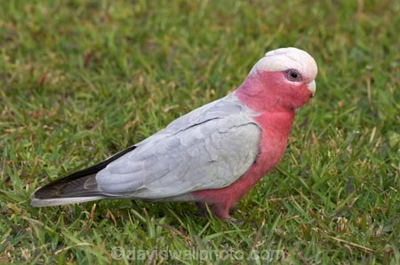 Nambucca-Heads;Animal;animals;australasia;Australasian;Australia;Australian;Avian;Beak;bird;birds;Blue;Bright;Cacatua-roseicapilla;Close-up;Color;Colored;Colorful;Colors;Colour;Coloured;Colourful;Colours;Exotic;Fauna;Galah;galahs;gallah;gallahs;N.S.W.;Natural;Nature;New-South-Wales;NSW;Oceania;Ornithology;Oz;Parrot;parrots;pink;Plumage;Vivid;wild;Wildlife