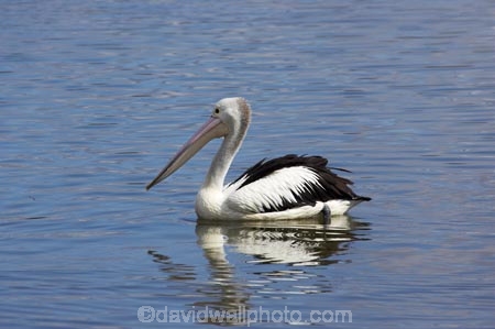 Animal;Animals;Aquatic-bird;Aquatic-birds;Australasian;Australia;Australian;Australian-pelican;Australian-Pelicans;avian;beak;bill;bird;bird-watching;bird_watching;birds;Fauna;Feather;Macksville;Marine-bird;Marine-birds;N.S.W.;Nambucca-River;Natural;Nature;New-South-Wales;NSW;Oceania;Ornithology;Pelecanus-conspicillatus;Pelican;Pelicans;river;rivers;water;wild;Wildlife;Zoology