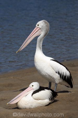 Animal;Animals;Aquatic-bird;Aquatic-birds;Australasian;Australia;Australian;Australian-pelican;avian;beak;bill;bird;bird-watching;bird_watching;birds;eco-tourism;eco_tourism;ecotourism;Evans-Head;Fauna;Feather;Marine-bird;Marine-birds;N.S.W.;Natural;Nature;New-South-Wales;NSW;Oceania;Ornithology;Pelecanus-conspicillatus;Pelican;Pelicans;water;wild;Wildlife;Wing;Zoology