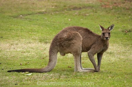 Animal;Animals;australasia;Australasian;Australia;Australian;eastern-gray-kangaroo;eastern-gray-kangaroos;eastern-grey-kangaroo;eastern-grey-kangaroos;gray-kangaroo;gray-kangaroos;Grey-Kangaroo;Grey-Kangaroos;head;heads;Kangaroo;Kangaroos;Macropodidae;Macropus-giganteus;Mammal;Mammals;Marsupial;Marsupials;marsupium;Mid-North-Coast;Mid-North-Coast-NSW;Mid-North-Nsw;Mid-Northern-NSW;N.S.W.;Nature;New-South-Wales;NSW;portrait;portraits;pouch;skippy;Trial-Bay;Wild;Wildlife;Zoology