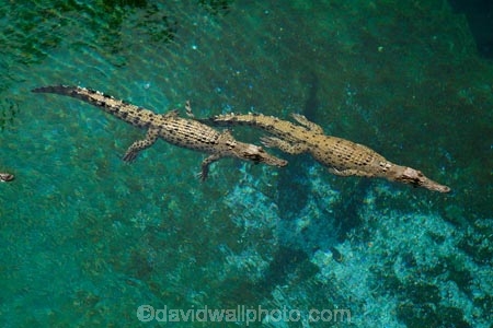Australasian;Australia;Australian;croc;Crocodylus-Porosus;Crocosaurus-Cove;crocs;Darwin;N.T.;Northern-Territory;NT;reptile;reptiles;Saltwater-Crocodile;saltwater-crocodiles;salty;Top-End