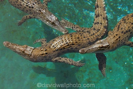 Australasian;Australia;Australian;croc;Crocodylus-Porosus;Crocosaurus-Cove;crocs;Darwin;N.T.;Northern-Territory;NT;reptile;reptiles;Saltwater-Crocodile;saltwater-crocodiles;salty;Top-End