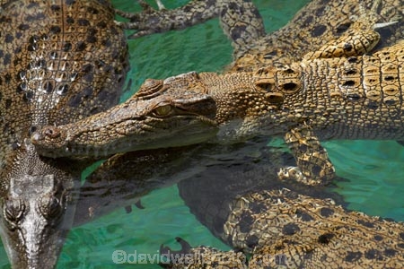 Australasian;Australia;Australian;croc;Crocodylus-Porosus;Crocosaurus-Cove;crocs;Darwin;N.T.;Northern-Territory;NT;reptile;reptiles;Saltwater-Crocodile;saltwater-crocodiles;salty;Top-End