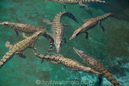 Australasian;Australia;Australian;croc;Crocodylus-Porosus;Crocosaurus-Cove;crocs;Darwin;N.T.;Northern-Territory;NT;reptile;reptiles;Saltwater-Crocodile;saltwater-crocodiles;salty;Top-End