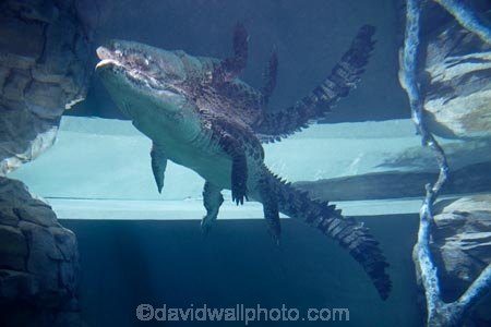 Australasian;Australia;Australian;croc;Crocodylus-Porosus;Crocosaurus-Cove;crocs;danger;dangerous;Darwin;N.T.;Northern-Territory;NT;reptile;reptiles;Saltwater-Crocodile;saltwater-crocodiles;salty;Top-End;under_water;underwater
