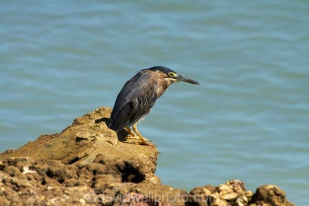 Animal;animals;Australasian;Australia;Australian;avian;bird;bird-watching;bird_watching;birds;Butorides-striatus;coast;coastal;coastline;coastlines;coasts;Darwin;East-Point;East-Point-Recreation-Reserve;East-Point-Reserve;eco-tourism;eco_tourism;ecotourism;Fauna;foreshore;herons;marine;N.T.;native;Natural;natural-history;nature;Northern-Territory;NT;ocean;Ornithology;sea;shore;shoreline;shorelines;shores;stagnatilis;Striated-Heron;Striated-Herons;Top-End;water;wild;wildlife;Wing