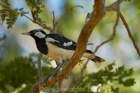 Animal;animals;Australasian;Australia;Australian;Avian;bird;bird-watching;bird_watching;birds;black-amp;-white;black-and-white;Darwin;East-Point;East-Point-Recreation-Reserve;East-Point-Reserve;eco-tourism;eco_tourism;ecotourism;Fauna;Grallina-cyanoleuca;Magpie-lark;Magpie-larks;Magpie_lark;Magpie_larks;N.T.;Natural;Nature;neglecta;Northern-Territory;NT;Ornithology;peewee;Top-End;wild;Wildlife;Wing