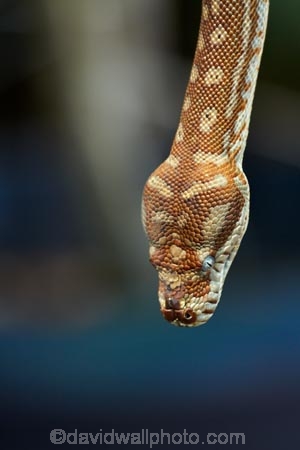 Adelaide-River;Australia;Australian;N.T.;Northern-Territory;NT;python;pythons;reptile;reptiles;scary;snake;snakes;Top-End;wildlife