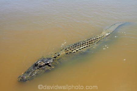 Adelaide-River;Adelaide-River-Cruises;Australia;Australian;croc;crocodile;crocodiles;Crocodylus-Porosus;crocs;danger;dangerous;dangerous-wildlife;jumping-crocodile-cruise;N.T.;Northern-Territory;NT;reptile;reptiles;saltwater-crocodile;saltwater-crocodiles;salty;spectacular-jumping-crocodile-cruise;Top-End;wildlife