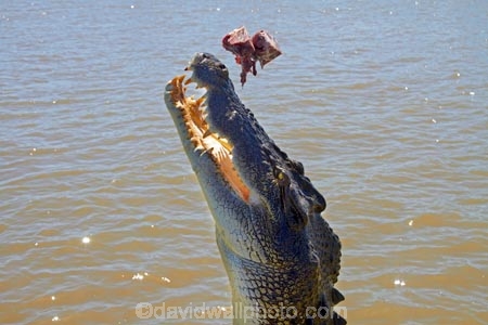 Adelaide-River;Adelaide-River-Cruises;Australia;Australian;bait;croc;crocodile;crocodiles;Crocodylus-Porosus;crocs;danger;dangerous;dangerous-wildlife;jumping-crocodile-cruise;meat;N.T.;Northern-Territory;NT;reptile;reptiles;saltwater-crocodile;saltwater-crocodiles;salty;spectacular-jumping-crocodile-cruise;Top-End;tourist-attraction;wildlife