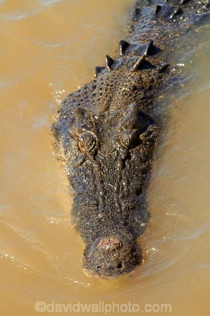 Adelaide-River;Adelaide-River-Cruises;Australia;Australian;croc;crocodile;crocodiles;Crocodylus-Porosus;crocs;danger;dangerous;dangerous-wildlife;jumping-crocodile-cruise;N.T.;Northern-Territory;NT;reptile;reptiles;saltwater-crocodile;saltwater-crocodiles;salty;spectacular-jumping-crocodile-cruise;Top-End;wildlife