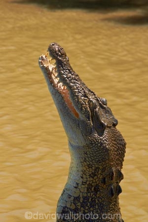 Adelaide-River;Adelaide-River-Cruises;Australia;Australian;croc;crocodile;crocodiles;Crocodylus-Porosus;crocs;danger;dangerous;dangerous-wildlife;jumping-crocodile-cruise;N.T.;Northern-Territory;NT;reptile;reptiles;saltwater-crocodile;saltwater-crocodiles;salty;spectacular-jumping-crocodile-cruise;Top-End;tourist-attraction;wildlife