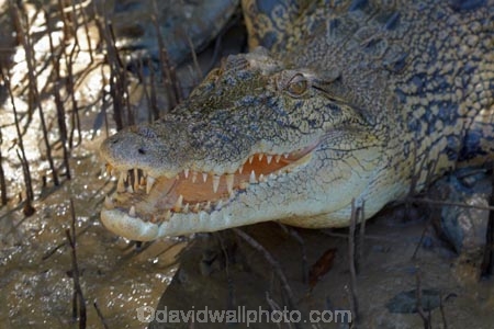 Adelaide-River;Adelaide-River-Cruises;Australia;Australian;croc;crocodile;crocodiles;Crocodylus-Porosus;crocs;danger;dangerous;dangerous-wildlife;delaide-River;Gagadju;jumping-crocodile-cruise;Kakadu;Kakadu-N.P.;Kakadu-National-Park;Kakadu-NP;mouth;N.T.;Northern-Territory;nose;NT;reptile;reptiles;saltwater-crocodile;saltwater-crocodiles;salty;spectacular-jumping-crocodile-cruise;teeth;Top-End;UN-world-heritage-area;UN-world-heritage-site;UNESCO-World-Heritage-area;UNESCO-World-Heritage-Site;united-nations-world-heritage-area;united-nations-world-heritage-site;wildlife;world-heritage;world-heritage-area;world-heritage-areas;World-Heritage-Park;World-Heritage-site;World-Heritage-Sites