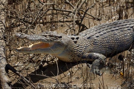 Adelaide-River;Adelaide-River-Cruises;Australia;Australian;croc;crocodile;crocodiles;Crocodylus-Porosus;crocs;danger;dangerous;dangerous-wildlife;delaide-River;Gagadju;jumping-crocodile-cruise;Kakadu;Kakadu-N.P.;Kakadu-National-Park;Kakadu-NP;mouth;N.T.;Northern-Territory;nose;NT;reptile;reptiles;saltwater-crocodile;saltwater-crocodiles;salty;spectacular-jumping-crocodile-cruise;teeth;Top-End;UN-world-heritage-area;UN-world-heritage-site;UNESCO-World-Heritage-area;UNESCO-World-Heritage-Site;united-nations-world-heritage-area;united-nations-world-heritage-site;wildlife;world-heritage;world-heritage-area;world-heritage-areas;World-Heritage-Park;World-Heritage-site;World-Heritage-Sites