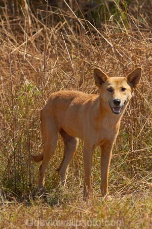 Australia;Australian;Australian-Dingo;Canidae;Canis-lupus-dingo;Carnivora;carnivore;Dingo;Dingoes;dog;dogs;Gagadju;Kakadu;Kakadu-N.P.;Kakadu-National-Park;Kakadu-NP;mammal;mammals;N.T.;national-parks;Northern-Territory;NT;predator;primative-dog;primative-dogs;Top-End;UN-world-heritage-area;UN-world-heritage-site;UNESCO-World-Heritage-area;UNESCO-World-Heritage-Site;united-nations-world-heritage-area;united-nations-world-heritage-site;Warrigal;wildlife;world-heritage;world-heritage-area;world-heritage-areas;World-Heritage-Park;World-Heritage-site;World-Heritage-Sites
