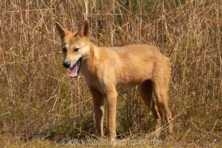 Australia;Australian;Australian-Dingo;Canidae;Canis-lupus-dingo;Carnivora;carnivore;Dingo;Dingoes;dog;dogs;Gagadju;Kakadu;Kakadu-N.P.;Kakadu-National-Park;Kakadu-NP;mammal;mammals;N.T.;national-parks;Northern-Territory;NT;predator;primative-dog;primative-dogs;Top-End;UN-world-heritage-area;UN-world-heritage-site;UNESCO-World-Heritage-area;UNESCO-World-Heritage-Site;united-nations-world-heritage-area;united-nations-world-heritage-site;Warrigal;wildlife;world-heritage;world-heritage-area;world-heritage-areas;World-Heritage-Park;World-Heritage-site;World-Heritage-Sites