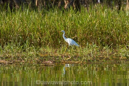 Animal;animals;Ardea-intermedia;Australia;Australian;Avian;Beak;billabong;billabongs;bird;bird-watching;bird_watching;birds;calm;eco-tourism;eco_tourism;ecotourism;egret;egrets;Fauna;flood-plain;flood-plains;floodplain;floodplains;Gagadju;heron;herons;Intermediate-Egret;Kakadu;Kakadu-billabong;Kakadu-billabongs;Kakadu-flood-plain;Kakadu-flood-plains;Kakadu-floodplain;Kakadu-floodplains;Kakadu-N.P.;Kakadu-National-Park;Kakadu-NP;Kakadu-wetland;Kakadu-wetlands;N.T.;national-parks;Natural;Nature;Northern-Territory;NT;Ornithology;placid;quiet;reflection;reflections;serene;smooth;still;Top-End;tranquil;UN-world-heritage-area;UN-world-heritage-site;UNESCO-World-Heritage-area;UNESCO-World-Heritage-Site;united-nations-world-heritage-area;united-nations-world-heritage-site;water;wetland;wetlands;white-heron;white-herons;wild;wildlife;world-heritage;world-heritage-area;world-heritage-areas;World-Heritage-Park;World-Heritage-site;World-Heritage-Sites;Yellow-Water;Yellow-Water-Billabong;Yellow-Water-Wetland;Yellow-Water-Wetlands