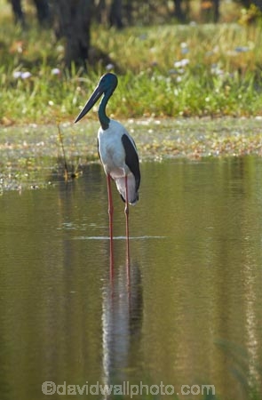 Animal;animals;Australia;Australian;Avian;Beak;billabong;billabongs;bird;bird-watching;bird_watching;birds;Black_necked-stork;calm;eco-tourism;eco_tourism;ecotourism;Ephippiorhynchus-asiaticus;Fauna;flood-plain;flood-plains;floodplain;floodplains;Gagadju;Jabiru;Jabirus;Kakadu;Kakadu-billabong;Kakadu-billabongs;Kakadu-flood-plain;Kakadu-flood-plains;Kakadu-floodplain;Kakadu-floodplains;Kakadu-N.P.;Kakadu-National-Park;Kakadu-NP;Kakadu-wetland;Kakadu-wetlands;N.T.;national-parks;Natural;Nature;Northern-Territory;NT;Ornithology;placid;quiet;reflection;reflections;serene;smooth;still;Top-End;tranquil;UN-world-heritage-area;UN-world-heritage-site;UNESCO-World-Heritage-area;UNESCO-World-Heritage-Site;united-nations-world-heritage-area;united-nations-world-heritage-site;water;wetland;wetlands;wild;wildlife;world-heritage;world-heritage-area;world-heritage-areas;World-Heritage-Park;World-Heritage-site;World-Heritage-Sites;Yellow-Water;Yellow-Water-Billabong;Yellow-Water-Wetland;Yellow-Water-Wetlands