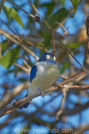 Animal;animals;Australia;Australian;Avian;Beak;bird;bird-watching;bird_watching;birds;eco-tourism;eco_tourism;ecotourism;Fauna;Forest-Kingfisher;Gagadju;Kakadu;Kakadu-N.P.;Kakadu-National-Park;Kakadu-NP;kingfisher;kingfishers;N.T.;national-parks;Natural;Nature;Northern-Territory;NT;Ornithology;perch;perches;perching;Todiramphus-macleayii;Top-End;UN-world-heritage-area;UN-world-heritage-site;UNESCO-World-Heritage-area;UNESCO-World-Heritage-Site;united-nations-world-heritage-area;united-nations-world-heritage-site;wild;wildlife;world-heritage;world-heritage-area;world-heritage-areas;World-Heritage-Park;World-Heritage-site;World-Heritage-Sites;Yellow-Water;Yellow-Water-Billabong;Yellow-Water-Wetland;Yellow-Water-Wetlands