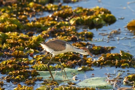 Animal;animals;Australia;Australian;Avian;Beak;billabong;billabongs;bird;bird-watching;bird_watching;birds;eco-tourism;eco_tourism;ecotourism;Fauna;flood-plain;flood-plains;floodplain;floodplains;Gagadju;juvenile;Kakadu;Kakadu-billabong;Kakadu-billabongs;Kakadu-flood-plain;Kakadu-flood-plains;Kakadu-floodplain;Kakadu-floodplains;Kakadu-N.P.;Kakadu-National-Park;Kakadu-NP;Kakadu-wetland;Kakadu-wetlands;lilies;lily;lily-pad;lily-pads;N.T.;national-parks;Natural;Nature;Northern-Territory;NT;Ornithology;Top-End;UN-world-heritage-area;UN-world-heritage-site;UNESCO-World-Heritage-area;UNESCO-World-Heritage-Site;united-nations-world-heritage-area;united-nations-world-heritage-site;wetland;wetlands;wild;wildlife;world-heritage;world-heritage-area;world-heritage-areas;World-Heritage-Park;World-Heritage-site;World-Heritage-Sites;Yellow-Water;Yellow-Water-Billabong;Yellow-Water-Wetland;Yellow-Water-Wetlands