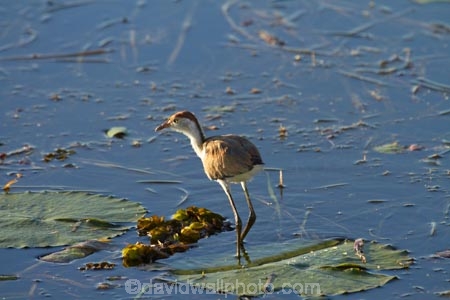 Animal;animals;Australia;Australian;Avian;Beak;billabong;billabongs;bird;bird-watching;bird_watching;birds;eco-tourism;eco_tourism;ecotourism;Fauna;flood-plain;flood-plains;floodplain;floodplains;Gagadju;juvenile;Kakadu;Kakadu-billabong;Kakadu-billabongs;Kakadu-flood-plain;Kakadu-flood-plains;Kakadu-floodplain;Kakadu-floodplains;Kakadu-N.P.;Kakadu-National-Park;Kakadu-NP;Kakadu-wetland;Kakadu-wetlands;lilies;lily;lily-pad;lily-pads;N.T.;national-parks;Natural;Nature;Northern-Territory;NT;Ornithology;Top-End;UN-world-heritage-area;UN-world-heritage-site;UNESCO-World-Heritage-area;UNESCO-World-Heritage-Site;united-nations-world-heritage-area;united-nations-world-heritage-site;wetland;wetlands;wild;wildlife;world-heritage;world-heritage-area;world-heritage-areas;World-Heritage-Park;World-Heritage-site;World-Heritage-Sites;Yellow-Water;Yellow-Water-Billabong;Yellow-Water-Wetland;Yellow-Water-Wetlands