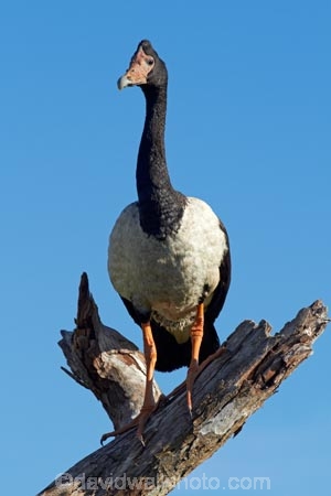 Animal;animals;Anseranas-semipalmata;Australia;Australian;Avian;Beak;bird;bird-watching;bird_watching;birds;eco-tourism;eco_tourism;ecotourism;Fauna;Gagadju;geese;goose;Kakadu;Kakadu-N.P.;Kakadu-National-Park;Kakadu-NP;Magpie-Geese;Magpie-Goose;N.T.;national-parks;Natural;Nature;Northern-Territory;NT;Ornithology;perch;perches;perching;Top-End;UN-world-heritage-area;UN-world-heritage-site;UNESCO-World-Heritage-area;UNESCO-World-Heritage-Site;united-nations-world-heritage-area;united-nations-world-heritage-site;wild;wildlife;world-heritage;world-heritage-area;world-heritage-areas;World-Heritage-Park;World-Heritage-site;World-Heritage-Sites;Yellow-Water;Yellow-Water-Billabong;Yellow-Water-Wetland;Yellow-Water-Wetlands