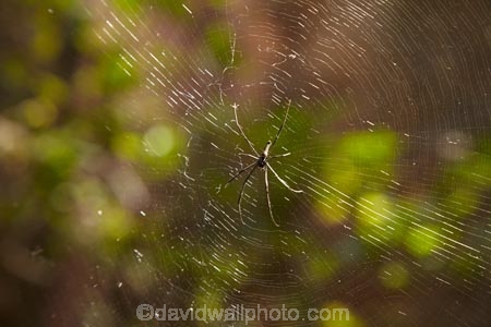 Australia;Australian;Gagadju;Kakadu;Kakadu-N.P.;Kakadu-National-Park;Kakadu-NP;N.T.;Northern-Territory;NT;spider;spider-web;spider-webs;spiders;Top-End;UN-world-heritage-area;UN-world-heritage-site;UNESCO-World-Heritage-area;UNESCO-World-Heritage-Site;united-nations-world-heritage-area;united-nations-world-heritage-site;web;webs;world-heritage;world-heritage-area;world-heritage-areas;World-Heritage-Park;World-Heritage-site;World-Heritage-Sites
