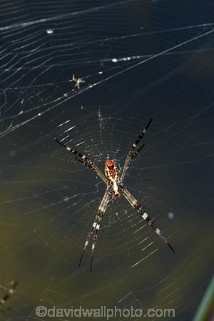 Adelaide-River;Australasia;Australia;N.T.;Northern-Territory;NT;spider;spider-web;spider-webs;spider_web;spider_webs;spiders;spiderweb;spiderwebs;Top-End;web;webs