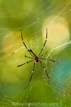 Australasia;Australia;Golden-Orb-spider;Golden-Orb-spiders;Litchfield-N.P.;Litchfield-National-Park;Litchfield-NP;N.T.;Nephila-species;Northern-Territory;NT;spider;spiders;Top-End