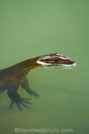 Australasian;Australia;Australian;Kimberley;Kimberley-Region;lizard;lizards;monitor-lizard;monitor-lizards;Monitors;swimming;The-Grotto;The-Kimberley;Varanidae;W.A.;WA;West-Australia;Western-Australia;Wyndham