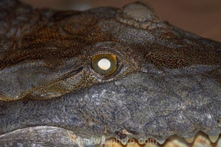 Australasian;Australia;Australian;Australian-freshwater-crocodile;croc;crocodile;crocodiles;Crocodylus-johnsoni;Crocodylus-johnstoni;crocs;danger;dangerous;dark;freshie;freshwater-crocodile;freshwater-crocodiles;Johnstons-crocodile;Kimberley;Kimberley-Region;Kununurra;lake;Lake-Kununurra;lakes;Lily-Creek-Lagoon;night;nocturnal;reptile;reptiles;The-Kimberley;W.A.;WA;West-Australia;Western-Australia;wildlife