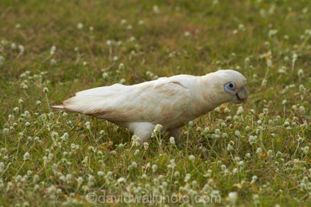 Animal;animals;Australasian;Australia;Australian;Avian;Bare_eyed-Cockatoo;Beak;Bird;bird-watching;bird_watching;birds;Cacatua-sanguinea;Cacatua-sanguinea-sanguinea;Cacatuidae;Cacatuinae;cockatoo;cockatoos;Derby;eco-tourism;eco_tourism;ecotourism;Fauna;Kimberley;Kimberley-Region;Little-Corella;Little-Corellas;Natural;Nature;Ornithology;The-Kimberley;W.A.;WA;West-Australia;Western-Australia;white-cockatoo;wild;Wildlife