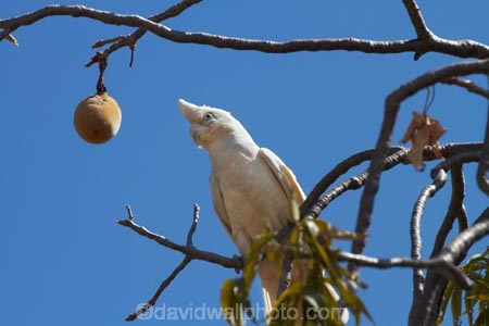 Animal;animals;Australasian;Australia;Australian;Avian;Bare_eyed-Cockatoo;Beak;Bird;bird-watching;bird_watching;birds;Cacatua-sanguinea;Cacatua-sanguinea-sanguinea;Cacatuidae;Cacatuinae;cockatoo;cockatoos;Derby;eco-tourism;eco_tourism;ecotourism;Fauna;Kimberley;Kimberley-Region;Little-Corella;Little-Corellas;Natural;Nature;Ornithology;The-Kimberley;W.A.;WA;West-Australia;Western-Australia;white-cockatoo;wild;Wildlife