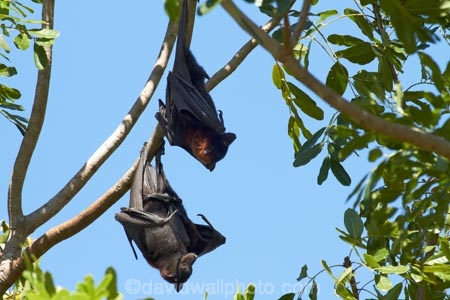 Adelaide-River;Australasia;Australia;bat;bats;fruit-bat;fruit-bats;mammal;mammals;N.T.;nocturnal;Northern-Territory;NT;Top-End