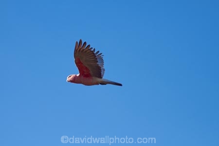 Animal;animals;Australasia;Australia;avian;Beak;bird;bird-watching;bird_watching;birds;eco-tourism;eco_tourism;ecotourism;Eolophus-roseicapilla;Eolophus-roseicapilla-kuhli;Fauna;Feather;flight;fly;flying;Galah;Galah-Cockatoo;galahs;N.T.;Natural;Nature;Northern-Territory;NT;Ornithology;Pink-and-Grey;Rose_breasted-Cockatoo;Roseate-Cockatoo;Top-End;wild;Wildlife;Wing