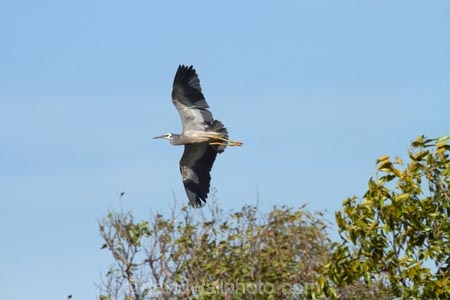 Adelaide-River;Animal;animals;Australasia;Australia;avian;Beak;bird;bird-watching;bird_watching;birds;eco-tourism;eco_tourism;ecotourism;Egretta-novaehollandiae;Fauna;flight;fly;flying;N.T.;Natural;Nature;Northern-Territory;NT;Ornithology;Top-End;White_faced-heron;wild;Wildlife;Wing