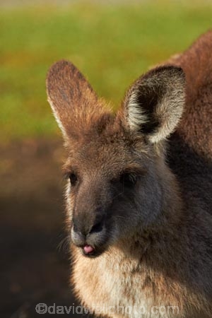 Animal;Animals;Aus;australasia;Australia;Australian;austrlian;ear;ears;eastern-gray-kangaroo;eastern-gray-kangaroos;gray-kangaroo;gray-kangaroos;Grey-Kangaroo;Grey-Kangaroos;head;heads;Kangaroo;Kangaroos;Macropus-giganteus;Mammal;Mammals;Marsupial;Marsupials;Nature;portrait;portraits;QLD;Queensland;skippy;Wild;Wildlife;Zoology
