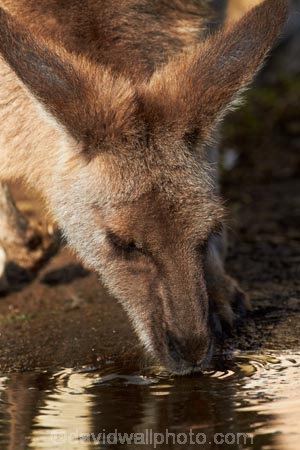 Animal;Animals;Aus;australasia;Australia;Australian;austrlian;ear;ears;eastern-gray-kangaroo;eastern-gray-kangaroos;gray-kangaroo;gray-kangaroos;Grey-Kangaroo;Grey-Kangaroos;head;heads;Kangaroo;Kangaroos;Macropus-giganteus;Mammal;Mammals;Marsupial;Marsupials;Nature;portrait;portraits;QLD;Queensland;skippy;Wild;Wildlife;Zoology
