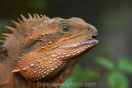 animal;animals;Aus;Australia;Australian;close-up;close_up;creature;dragon;dragons;eastern-water-dragon;eastern-water-dragons;herpetoculture;herpetoid;herpetologist;herpetology;herpeton;Intellagama;Intellagama-lesueurii;lizard;lizards;Physignathus-lesueurii;Physignathus-lesueurii-lesueuri;QLD;Queensland;reptile;reptiles;reptilian;scale;skin;texture;tropical;vertebrate;water-dragon;water-dragons