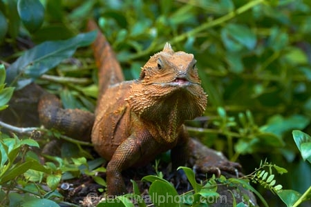 animal;animals;Aus;Australia;Australian;close-up;close_up;creature;dragon;dragons;eastern-water-dragon;eastern-water-dragons;herpetoculture;herpetoid;herpetologist;herpetology;herpeton;Intellagama;Intellagama-lesueurii;lizard;lizards;Physignathus-lesueurii;Physignathus-lesueurii-lesueuri;QLD;Queensland;reptile;reptiles;reptilian;scale;skin;texture;tropical;vertebrate;water-dragon;water-dragons