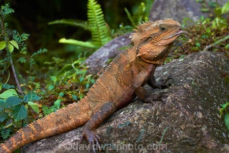 animal;animals;Aus;Australia;Australian;close-up;close_up;creature;dragon;dragons;eastern-water-dragon;eastern-water-dragons;herpetoculture;herpetoid;herpetologist;herpetology;herpeton;Intellagama;Intellagama-lesueurii;lizard;lizards;Physignathus-lesueurii;Physignathus-lesueurii-lesueuri;QLD;Queensland;reptile;reptiles;reptilian;scale;skin;texture;tropical;vertebrate;water-dragon;water-dragons