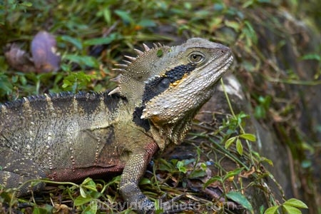 animal;animals;Aus;Australia;Australian;close-up;close_up;creature;dragon;dragons;Eastern-Water-Dragon;eastern-water-dragons;herpetoculture;herpetoid;herpetologist;herpetology;herpeton;Intellagama;Intellagama-lesueurii;lizard;lizards;Physignathus-lesueurii;Physignathus-lesueurii-lesueuri;QLD;Queensland;reptile;reptiles;reptilian;scale;skin;texture;tropical;vertebrate;water-dragon;water-dragons