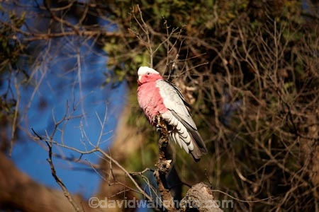 Australia;Australian;wildlife;animal;animals;Australian-wildlife;bird;birds;Cacatua-roseicapilla;Galah;galahs;gallah;gallahs;N.S.W.;New-South-Wales;NSW;Ornithology;Oz;Parrot;parrots;pink;Wildlife;Armidale