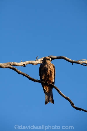 Australia;Australian;wildlife;animal;animals;Australian-wildlife;bird;birds;Black-Kite;black-kites;kite;kites;Milvus-migrans;South-Australia;avian;bird;bird-of-prey;bird-watching;bird_of_prey;bird_watching;birds;birds-of-prey;birds_of_prey;Ornithology;raptor;wild;wildlife;Innaminka;Strzeleki-Track;SA;S.A.;Strzelecki-Track