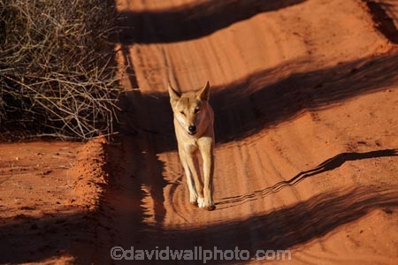 French-Line;Simpson-Desert;South-Australia;SA;S.A.;animal;animals;Australian-wildlife;Australia;Australian;Australian-Dingo;Canidae;Canis-lupus-dingo;Carnivora;carnivore;Dingo;Dingoes;dog;dogs;mammal;mammals;national-parks;predator;primative-dog;primative-dogs;Simson-Desert-Regional-Park;Simpson-Desert-National-Park;Munga_Thirri–Simpson-Desert-National-Park;Munga_Thirri-National-Park;desert;deserts
