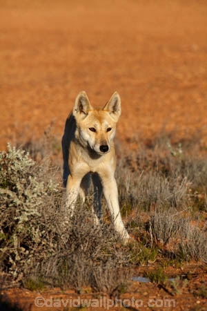 French-Line;Simpson-Desert;South-Australia;SA;S.A.;animal;animals;Australian-wildlife;Australia;Australian;Australian-Dingo;Canidae;Canis-lupus-dingo;Carnivora;carnivore;Dingo;Dingoes;dog;dogs;mammal;mammals;national-parks;predator;primative-dog;primative-dogs;Simson-Desert-Regional-Park;Simpson-Desert-National-Park;Munga_Thirri–Simpson-Desert-National-Park;Munga_Thirri-National-Park;desert;deserts